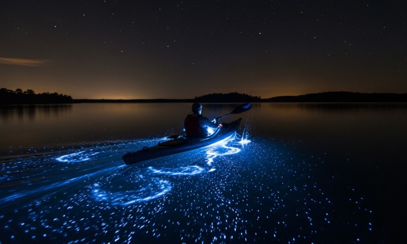 Kayaker paddling through bioluminescent waters under a starry night sky