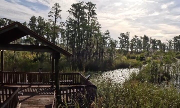 A wooden deck provides a scenic view of a tranquil pond surrounded by lush marshland